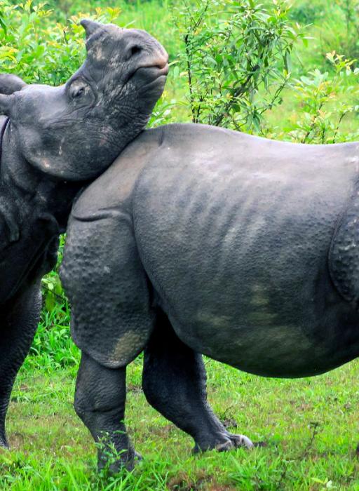 Wildlife Tour - Kaziranga Meghalaya  | With Jeep Safari