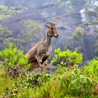 Nilgiri-Thar