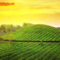 Munnar Tea Plantations