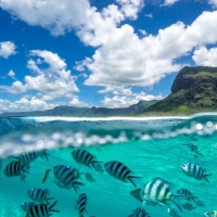 mauritius nature
